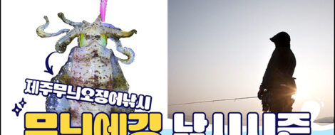 제주무늬오징어낚시시즌